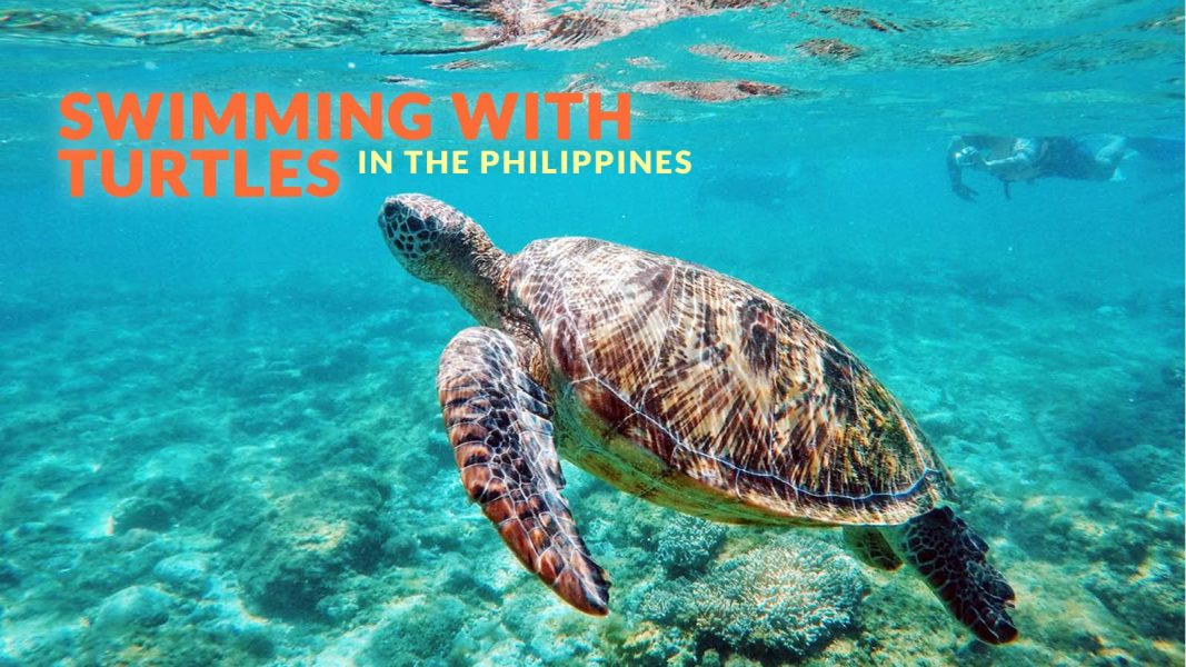 WHERE TO SWIM WITH TURTLES IN THE PHILIPPINES - Philippine Beach Guide