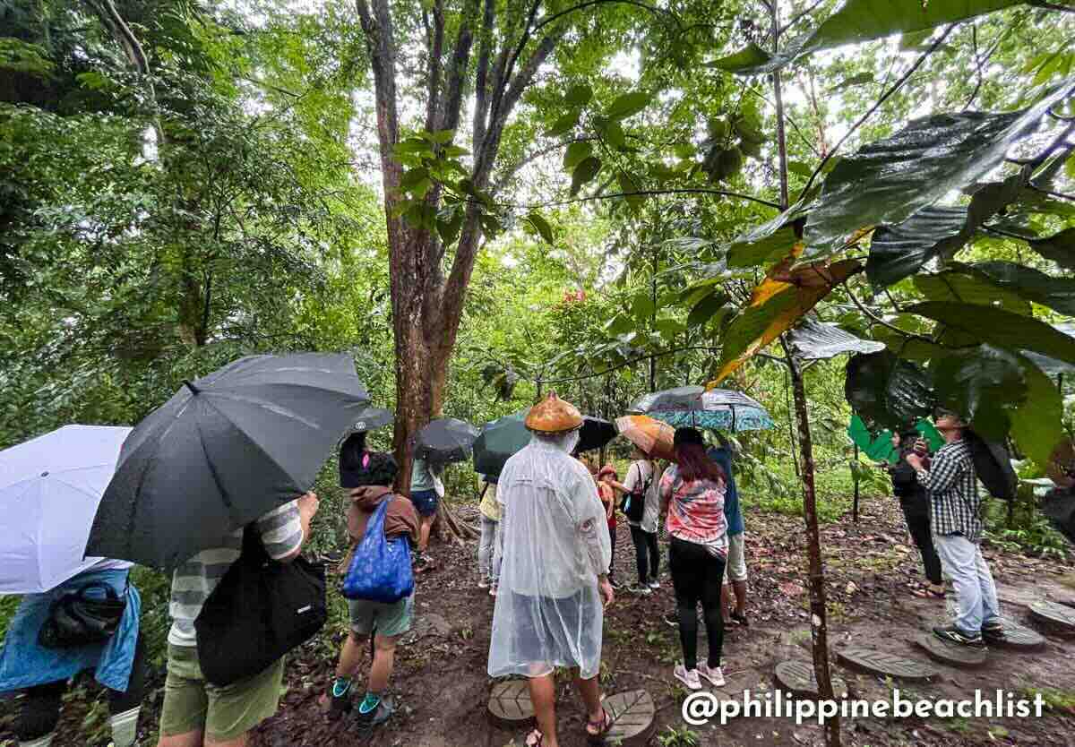 Likas Poetry Walk UP Diliman