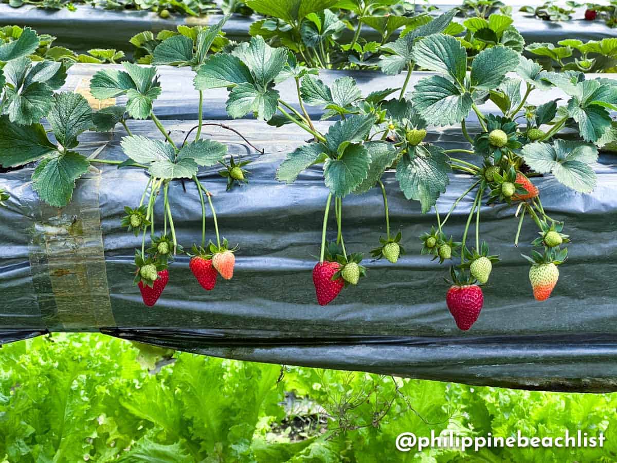 La Trinidad Strawberry Farm